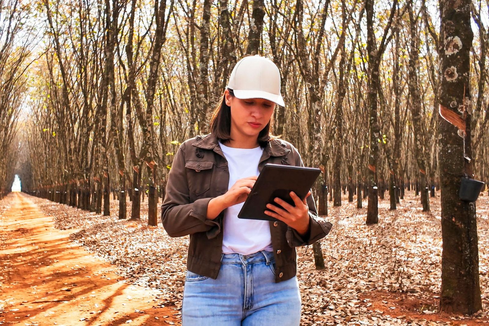 Agronomist reviewing plantation data on a tablet among rubber trees